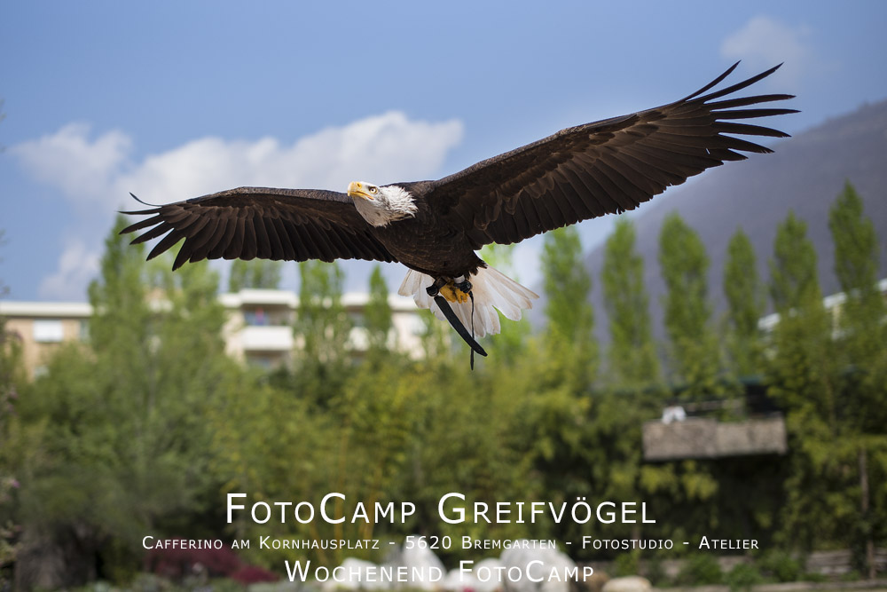 otoCamp Greifvögel